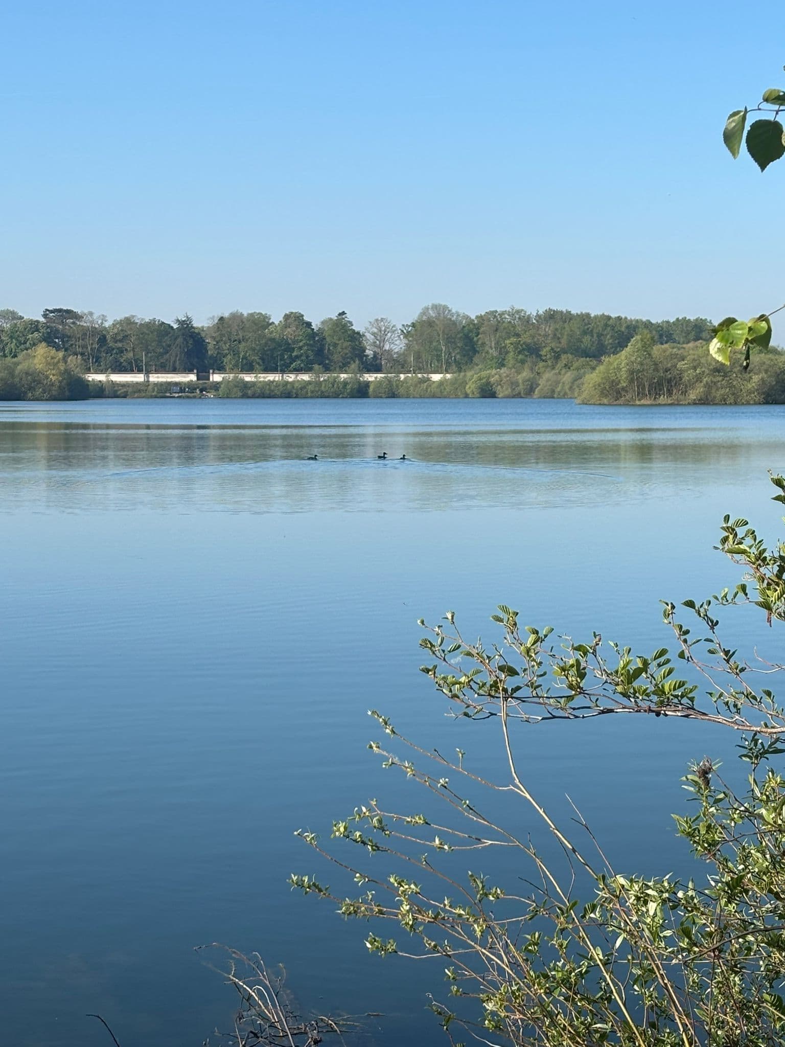 L'étang du domaine et ses canards, sous les arbres