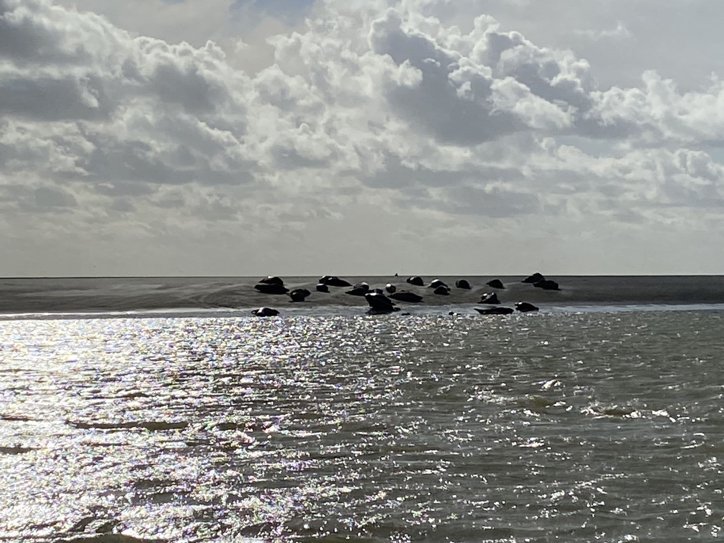 Phoques sur un banc de sable en Baie d'Authie