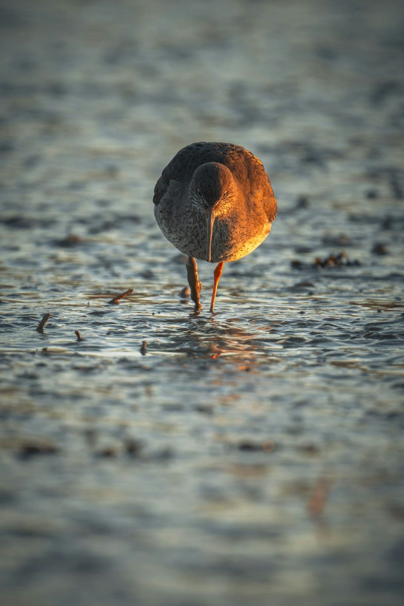 Oiseau au crépuscule, réserve ornithologique