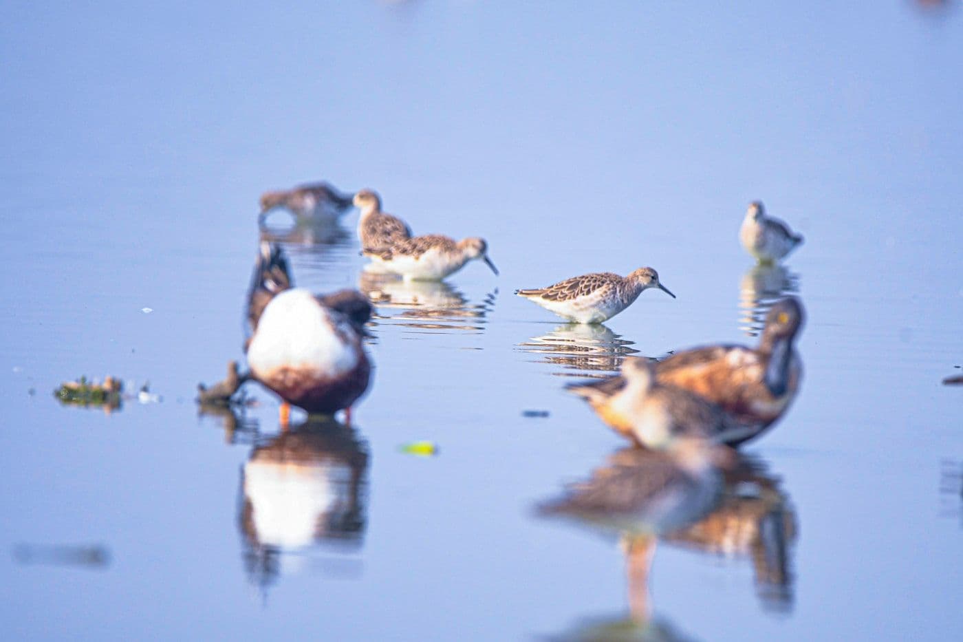 Oiseaux limicoles dans l'eau, Parc du Marquenterre